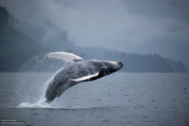 Whale Breaching in Rain
