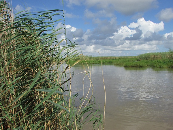 Wetlands in the Mississippi River Delta 