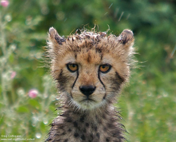 Cheetah After Rain