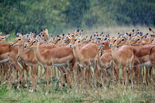 Impalas in Rain