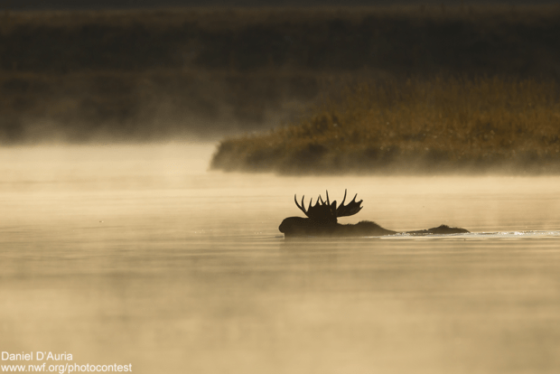 Moose, which are already suffering significant declines likely due to climate change in several northern states, stand to gain from action on climate change like the Clean Power Plan. Photo by Daniel D'Auria.