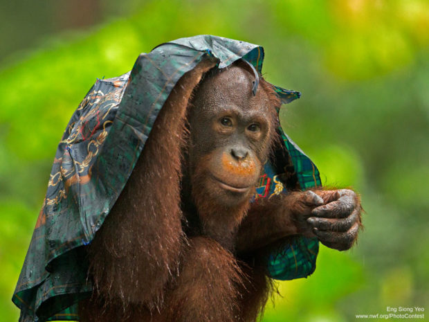 Orangutan in Rain