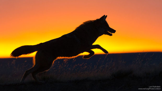 Coyote at Sunrise
