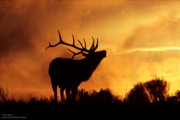 Elk Bugling at Sunset