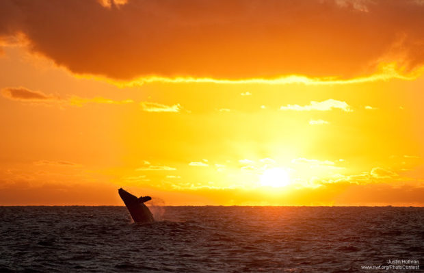 Humpback Whale Breaching in Sunrise