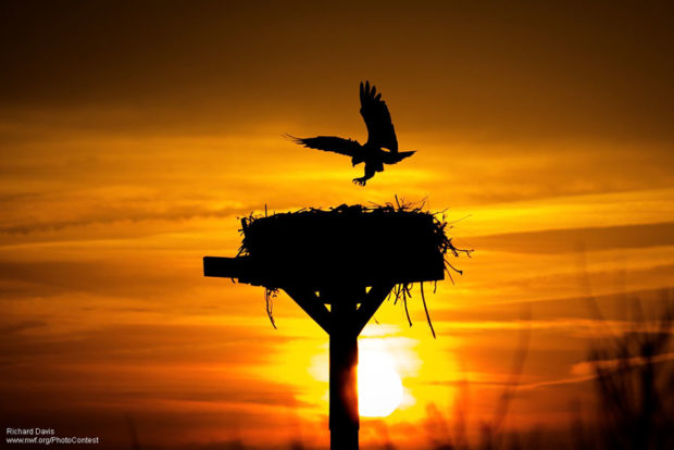 Osprey Returns to Nest at Sunset