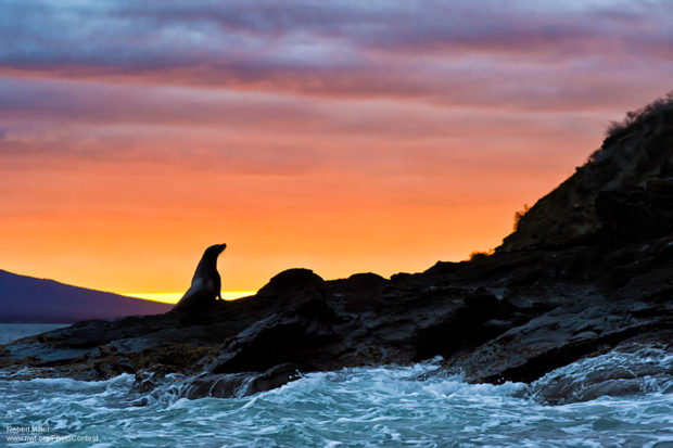 Sea Lion at Sunset