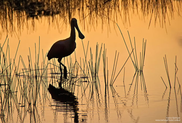 Spoonbill in Florida at Sunset