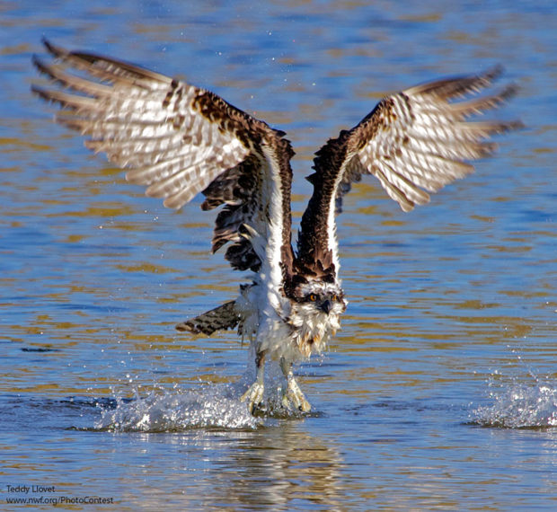 Osprey Catching Fish