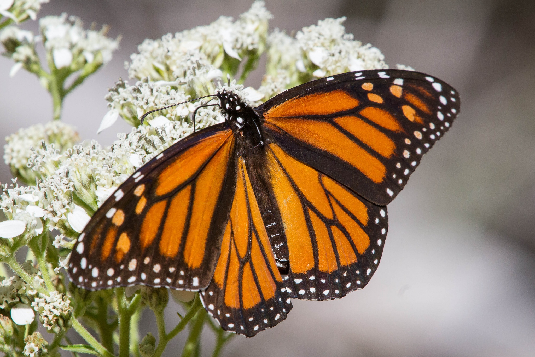 Austin, Texas Creates Habitat for the Declining Monarch