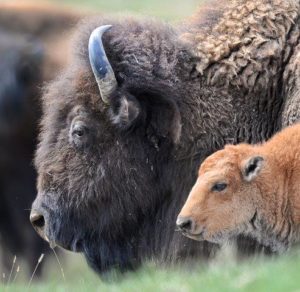 Bison Cow and Calf Profile by NWF's Steve Woodruff
