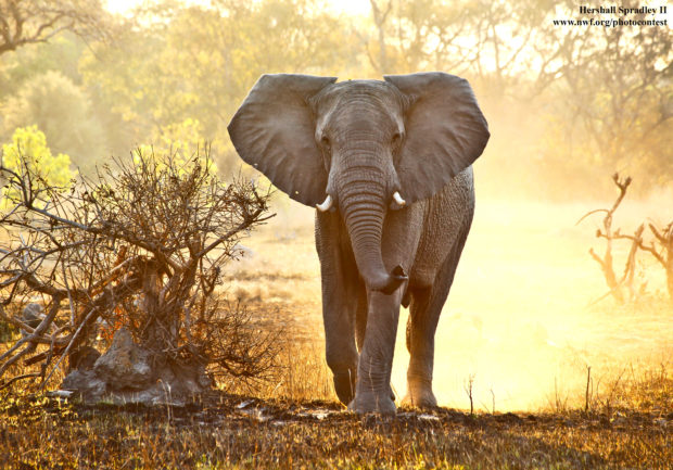 Elephant. Photo donated by National Wildlife Photo Contest entrant Hershall Spradley II
