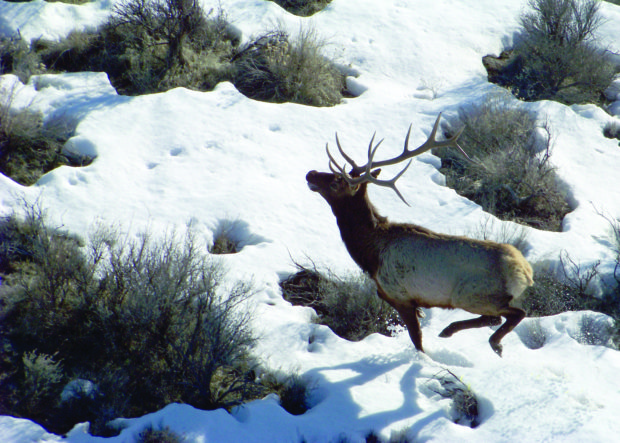 Elk. Photo by USFWS Oregon Department