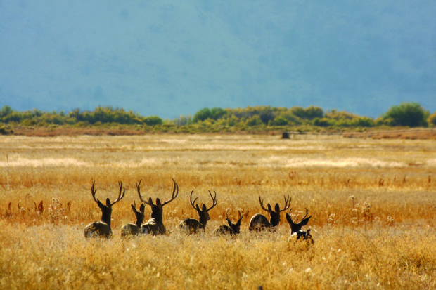 Mule deer group. Photo by Barbara Wheeler, USFWS
