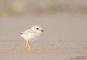 Crane Beach on the North Shore of Massachusetts, sees the largest population of world's largest concentration of breeding piping plovers -- a federally threatened species. Photo donated by National Wildlife Photo Contest entrant David Wornham 