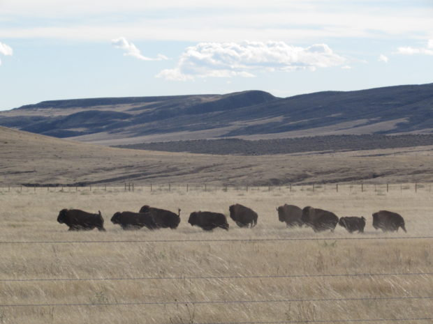 The release of 10 wild bison on open space marked the return of wild bison to the Colorado prairie after about 150 years' absence. Photo by Garrit Voggesser