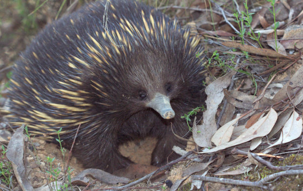 Echidna. Photo by Peter Ostergaard via Flickr Creative Commons