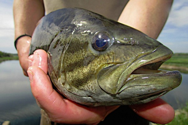 Why It's Tough for Fish in the Susquehanna These Days - The
