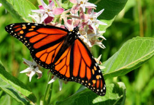 Monarch butterfly on milkweed. Photo by USFWS