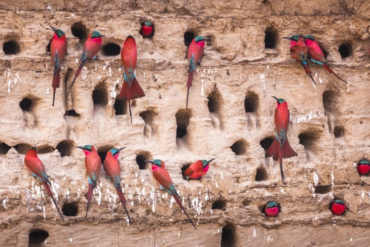 Southern carmine bee-eaters, South Luangwa National Park, Zambia. Photo by Art Wolfe.
