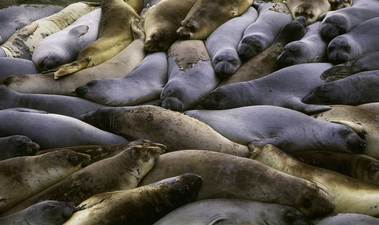 Northern elephant seals, Año Nuevo State Reserve, California, USA. Photo by Art Wolfe.