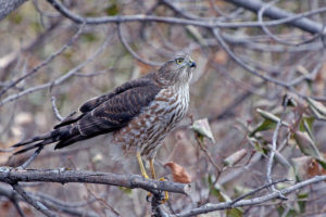 Cooper's hawks feed on songbirds. Photo by USFWS Mountain-Prairie via Flickr Creative Commons.