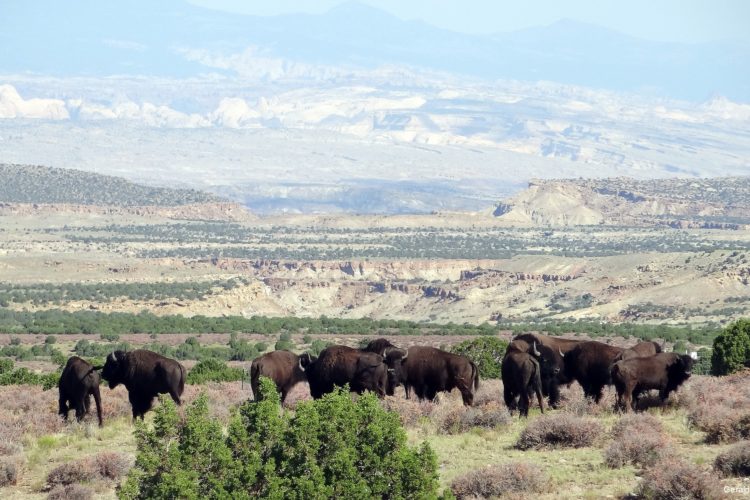 bison roaming Henry Mountains, Utah