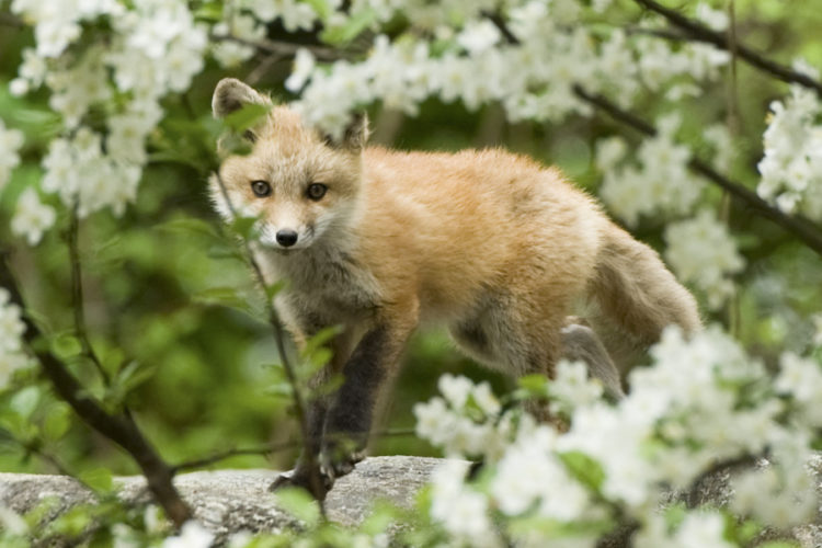 Red fox. Photo by Tianne Strombeck, National Wildlife Photo Contest