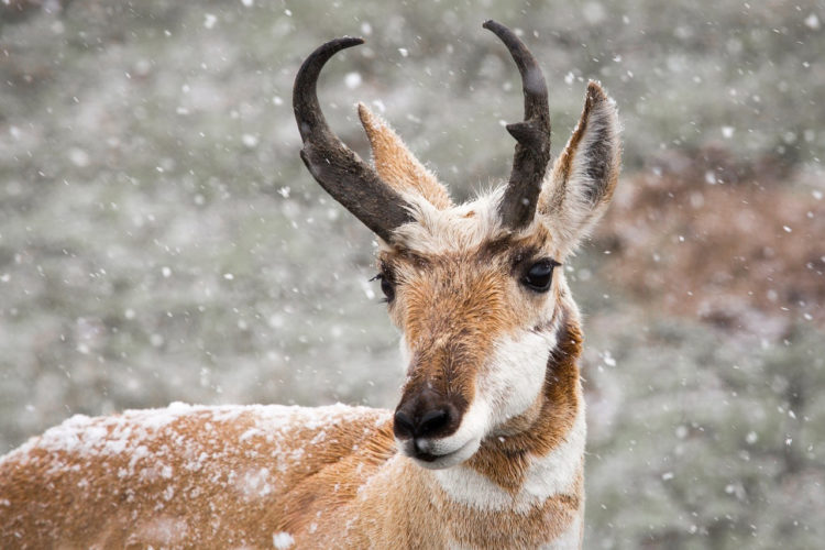 During the winter, pronghorn are able to eat in the places that the bison have uncovered.