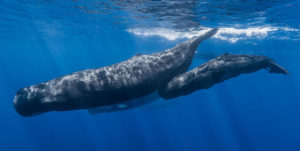 Sperm whales. Photo by NOAA