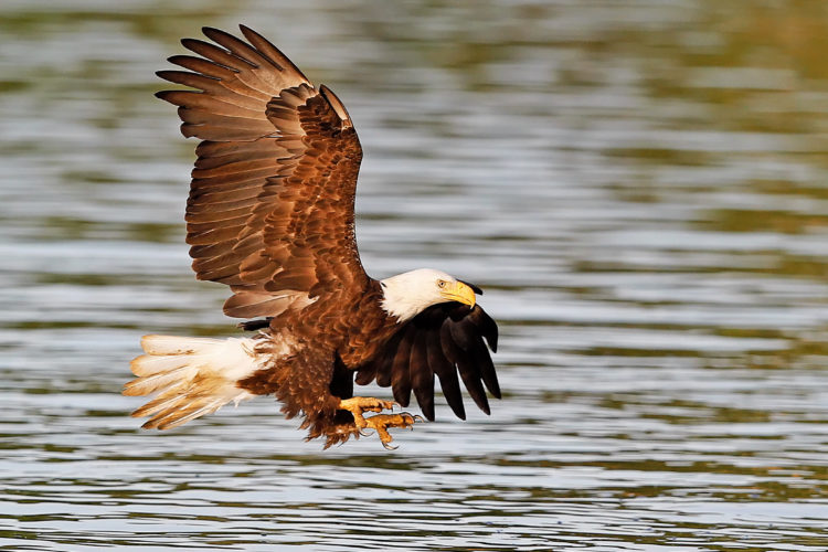 Bald eagle. Photo by Jack Nevitt, National Wildlife Photo Contest
