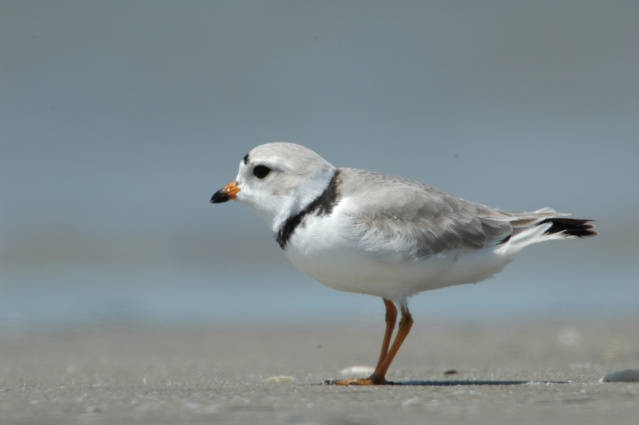 Piping plover. Photo from USFWS