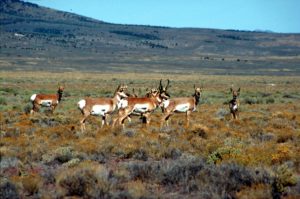 Pronghorn are one of the beloved Western species that depends on a healthy sagebrush steppe. Photo: BLM-Nevada