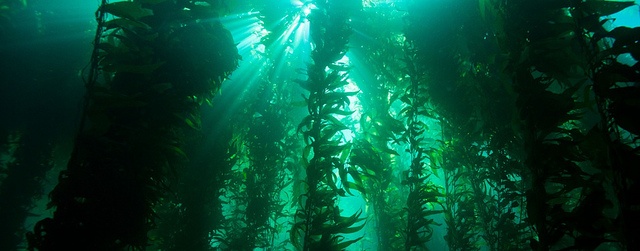 kelp-forest-noaa