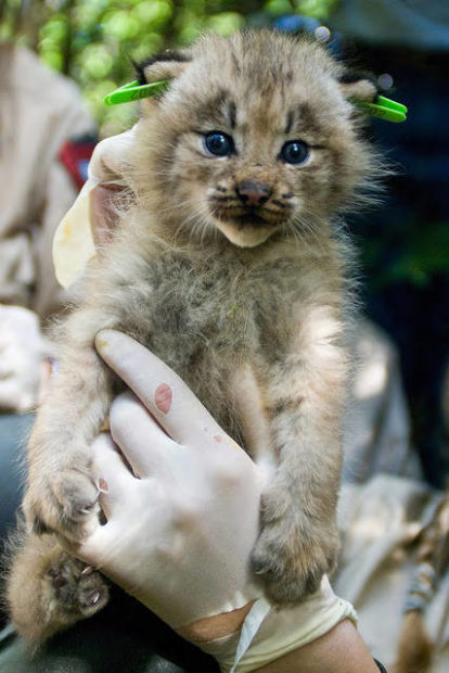 Canada lynx kitten being held by USFWS biologist in the Great North Woods region of Maine. Photo by James Weliver/USFWS
