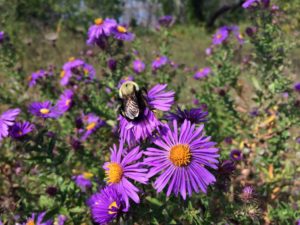 bee on aster