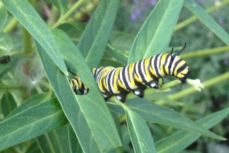 Monarch caterpillar in a Schoolyard Habitat in Connecticut. Photo by Linda Swenson 
