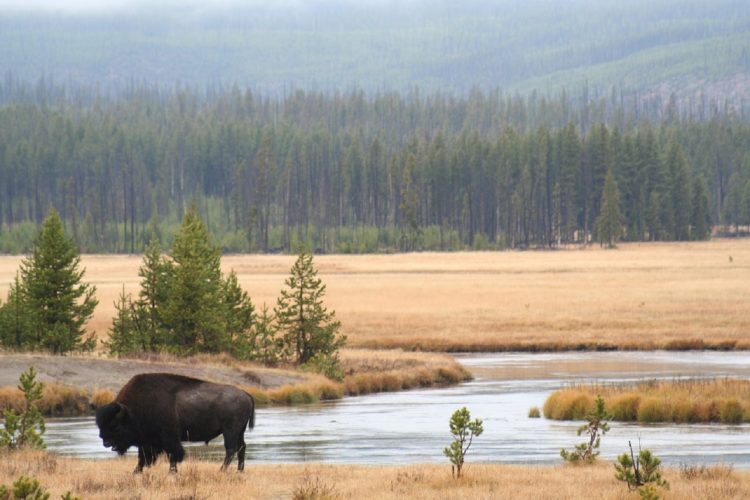 bison_landscape_pixabay