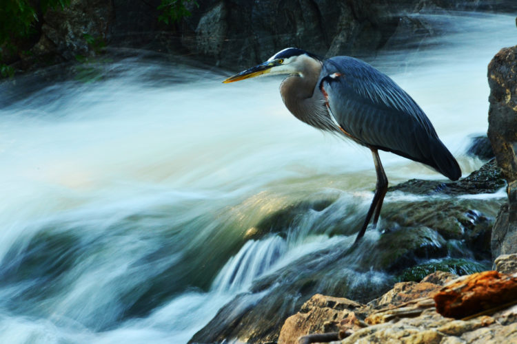 Photo by Kevin Hacker, National Wildlife Photo Contest entrant