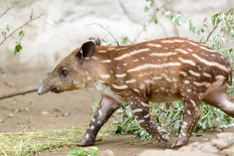 tapir_blog