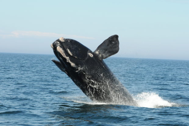 North Atlantic Right Whale. Photo by New England Aquarium, Collected under NMFS permit 14233