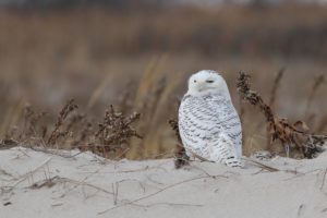 Cool Fact! Coastal dunes are one of the best places to see Snowy Owls in the winter! Photo by Alex Lamoreaux,
