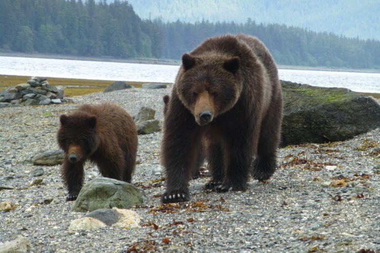 Brown Bears on Admiralty Island National Monument. Photo by Don MacDougall, USFS