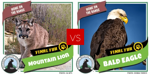 FF Round 2 - lion eagle