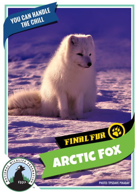NWF_FinalFur_Card_Cold_ArcticFox_print