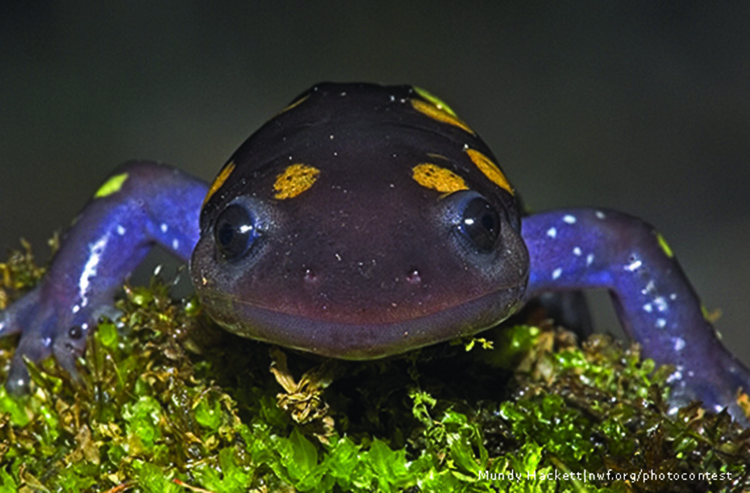 Salamander 750