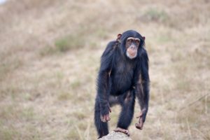 Chimpanzee photo via Pixabay