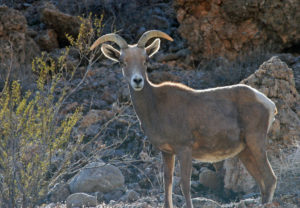 Desert bighorn sheep photo by Jon Avery (USFWS)