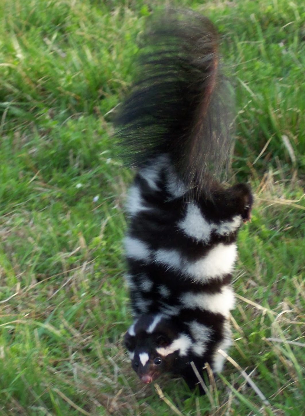 The Mystery of the Spotted Skunk • The National Wildlife