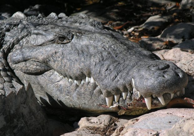 American crocodile in Everglades National Park, Photo: National Park Service